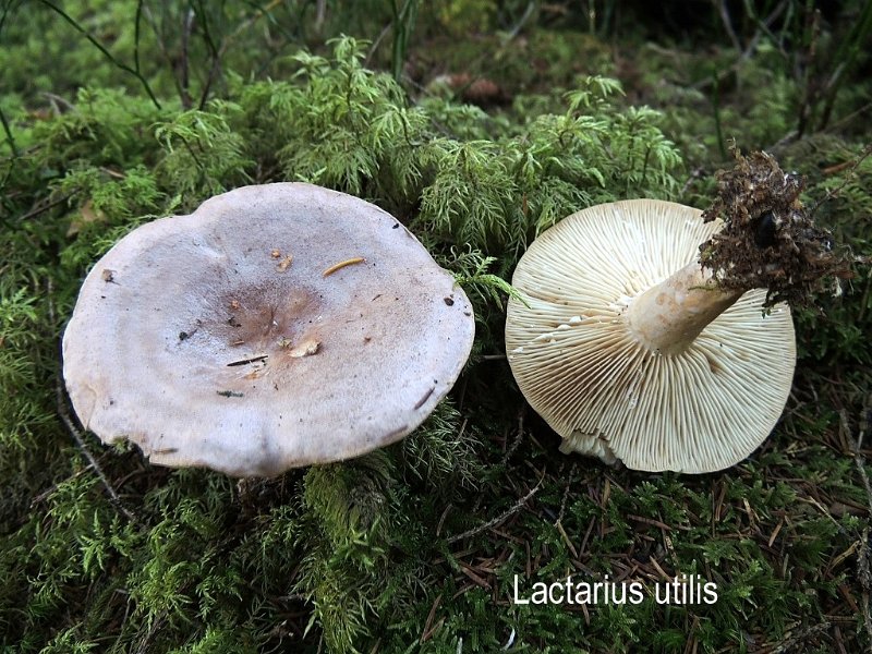 Lactarius utilis-amf2049.jpg - Lactarius utilis